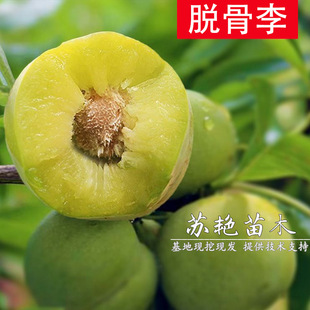 ���Ә������Ó�������������Ĵ��Ϸ��Nֲ����t����Լ޽ӹ���