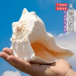 天然大海螺贝壳左旋螺 左旋香螺纪念品家居收藏标本摆件海洋科普