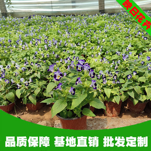 夏瑾花盆栽 夏堇盆栽紫色花海绿色观赏时令花花坛绿化易成活-阿里巴巴