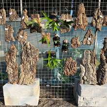 ������ܛľ��Ƥ¹��ާ�����m���m���mʯ������ֲ����Nֲ���쾰