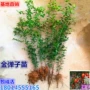 小叶种植老鸦柿豆苗小苗