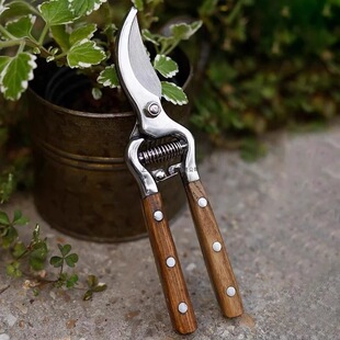 ���ձ��M�ڼ��gˮ����ľ����֦����ˇ�@�ֹ����޼���֦�޻�����