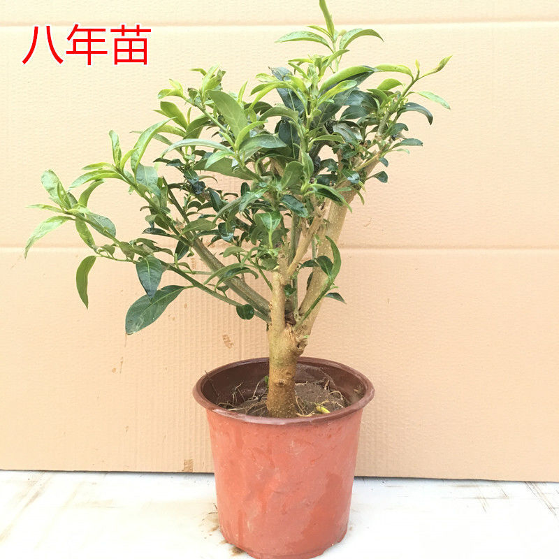 8년생의 두꺼운 묘목은 가지가 많이 갈라져 같은 해에 꽃을 피웁니다.