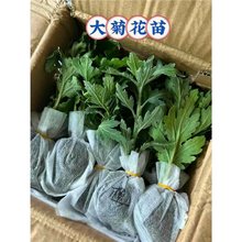 ��Ʒ�ջ����ջ������҃���ͥԺ�̨���ܾGֲ���_���ջ���