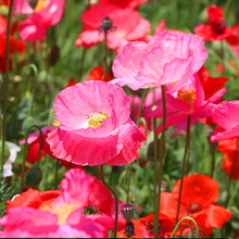 t˷NŮِM@ĵ̨ͥԺԻN