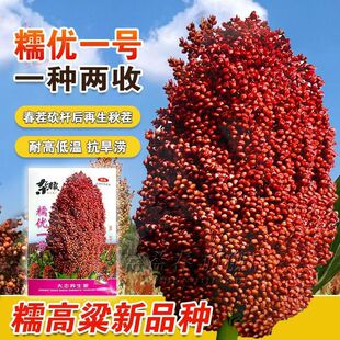 Ŵ��1̖ ᄾƸ����N�Ѵ����߮a�������������ᄾ�����t�����N��