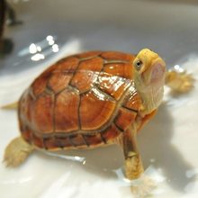 【纯正石金钱】南石龟黄喉石金钱龟招米黄金龟宠物小乌龟深水龟