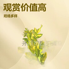 2026����ͥԺ�S�^�ͺ��G�h ���~ˮϞ���~ˮϞ�� Ůؑ�I�B����a��