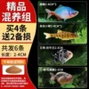 【Mixed Breeding Group】Buy 4 and get 2 for free