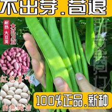 大红刀豆种子巨型大扁豆种籽刀巴豆种巴西豆四季蔬菜爬藤豆角种籽