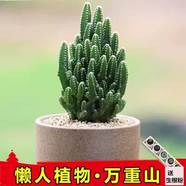 盆栽;园林果树;种子