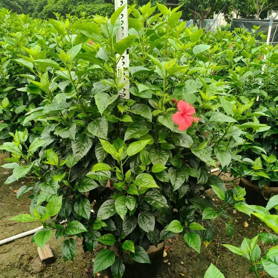 Гибискус, фуксия, большие красные цветочные шары, декоративные кустарники для парков и дворов, зеленые растения, живые изгороди, уличные деревья и ландшафтные деревья.