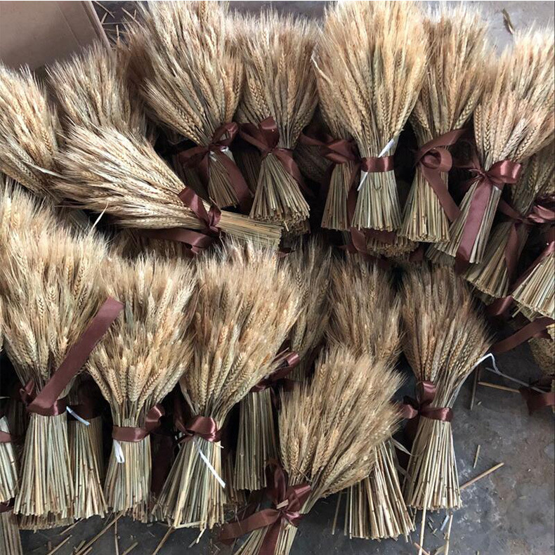 Zhiyun AL POR MAYOR OREJA DE TRIGO flor seca ramo de oreja de trigo flor eterna rural natural gran trigo oreja tiro flor artificial