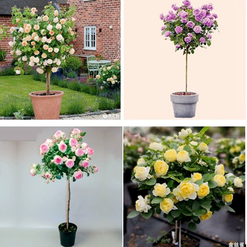Дерево Роза Прививка Леденец Цветок розы Рассада Сок Балкон В Горшке Четыре Сезона Ароматный Большой Цветочный Сад Горшечное Растение