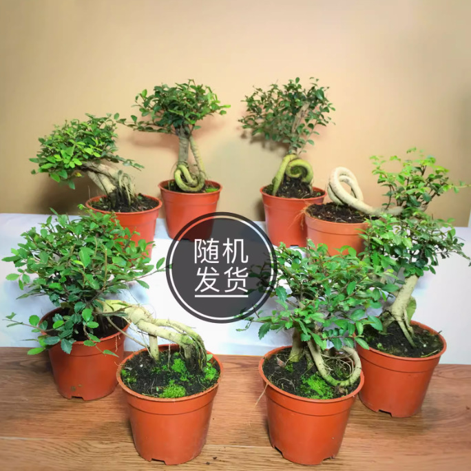 小叶榆树盆景提根微盆栽植物办公室掌上盆景