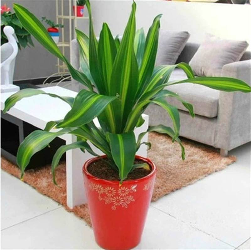 Растение в горшке с деревом Бразилия с золотыми краями, Dracaena fragrans, комнатное растение, зеленое растение для гостиной, цветочное и лиственное растение в горшке