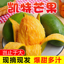 四川攀枝花凯特芒果精选大果现摘现发