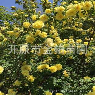 �S��õ��ľ���l�ذ����S��õͥԺ�^�p���Թ����S��õС�籭��