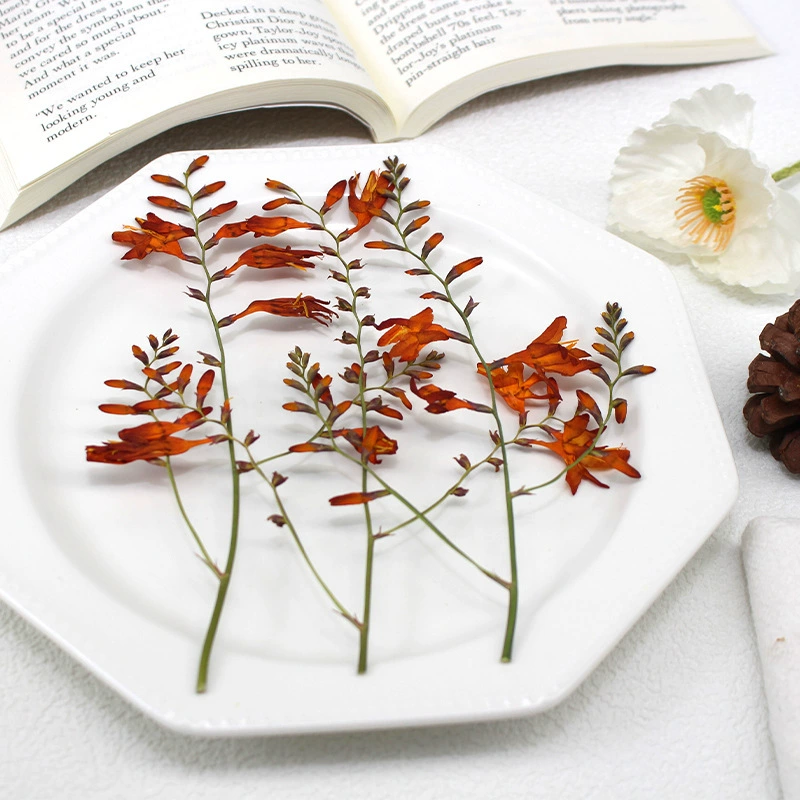 Огненная орхидея с сухим тиснением оптом образец растения детский сад DIY ручной работы фоторамка наклейка учебные материалы