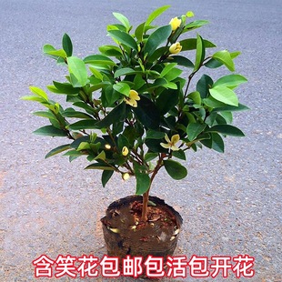 �̨���� ��Ц ����ֲ�� ��Ц���� ���� ͥԺ�҃��⻨���ļ����G