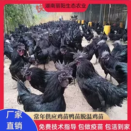 畜禽种苗