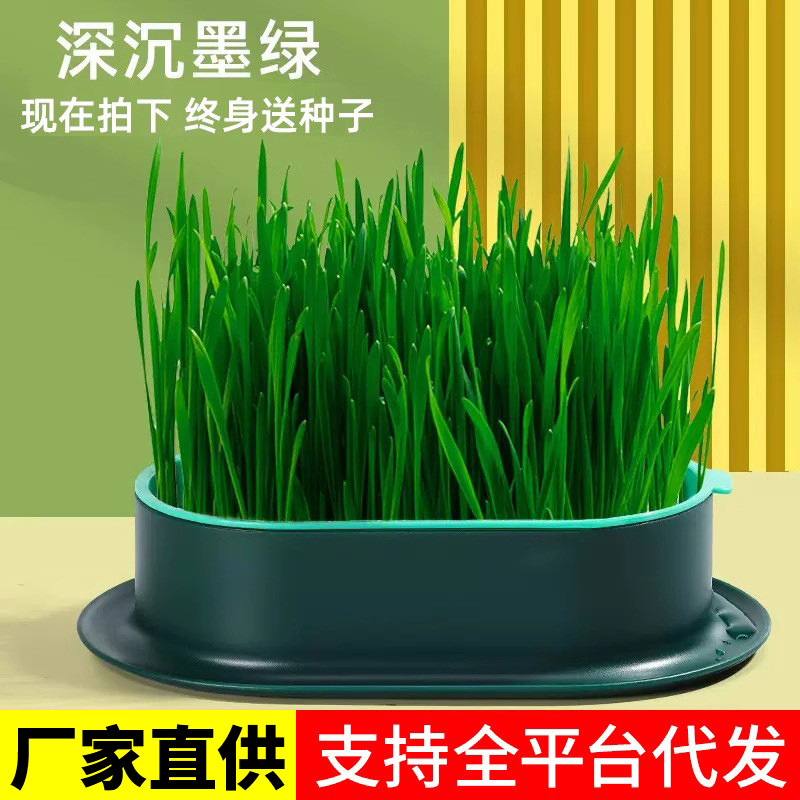 Plato de vivero de semillas en maceta de pasto para gatos, plantación perezosa, pasto para gatos hidropónico sin suelo, pasto para gatos, semillas de trigo, bocadillos