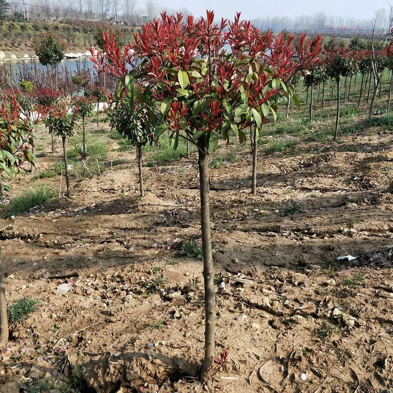 Photinia fraseri высокий полюсный двор Дорожное сообщество саженцы Four Seasons красное уличное дерево Холодостойкие инженерные саженцы с доставкой почвенного шарика