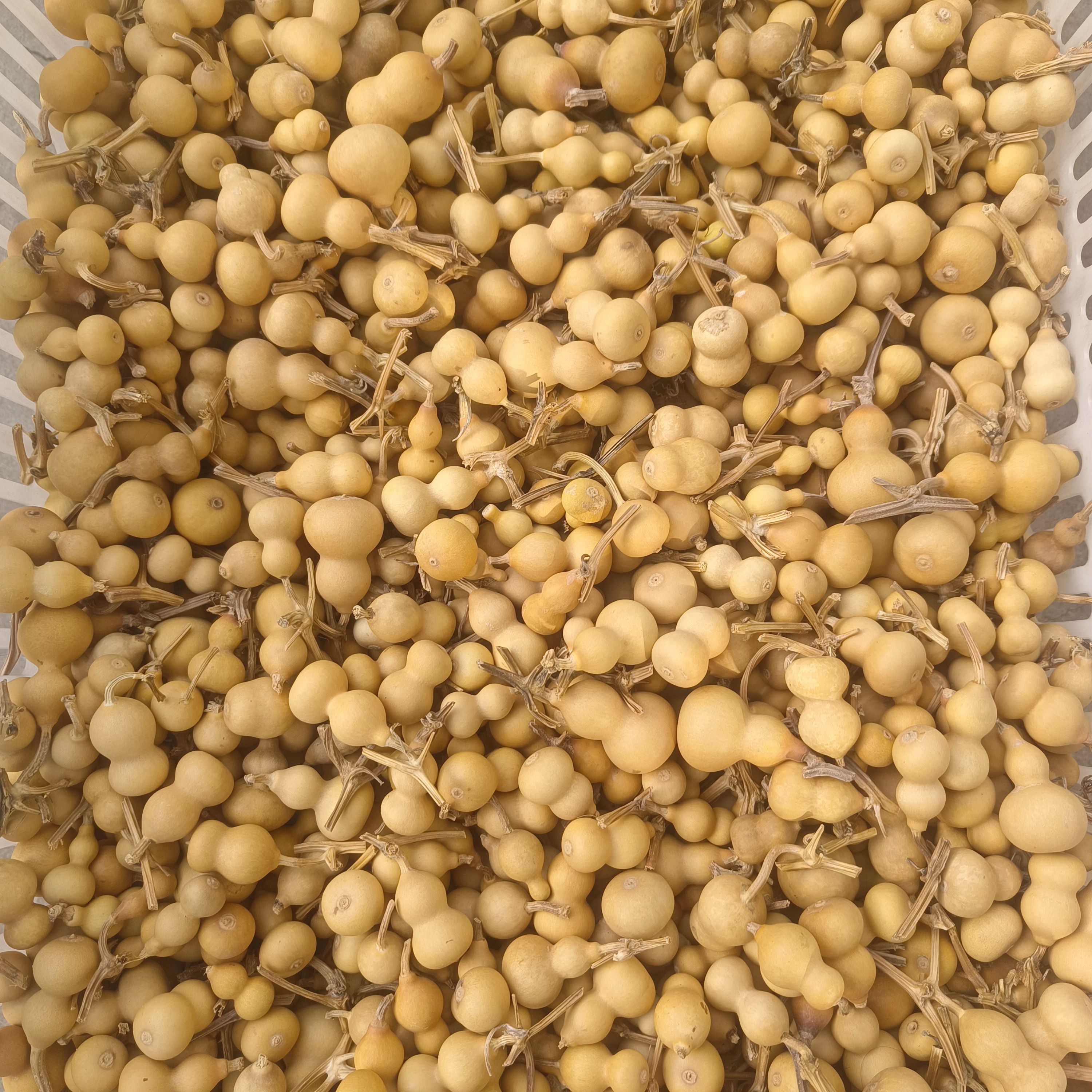 ↬↬↬실제 촬영한 마지막 재고품 중 일부에 결함이 있습니다. 3.5~4.5cm개, 100개의 금이 잔디 속에 있습니다.↫↫↫