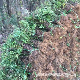 �޸����ܷۻ�������40���� ����/��ɽ���������~�����վG�������l