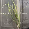 Sword orchid green