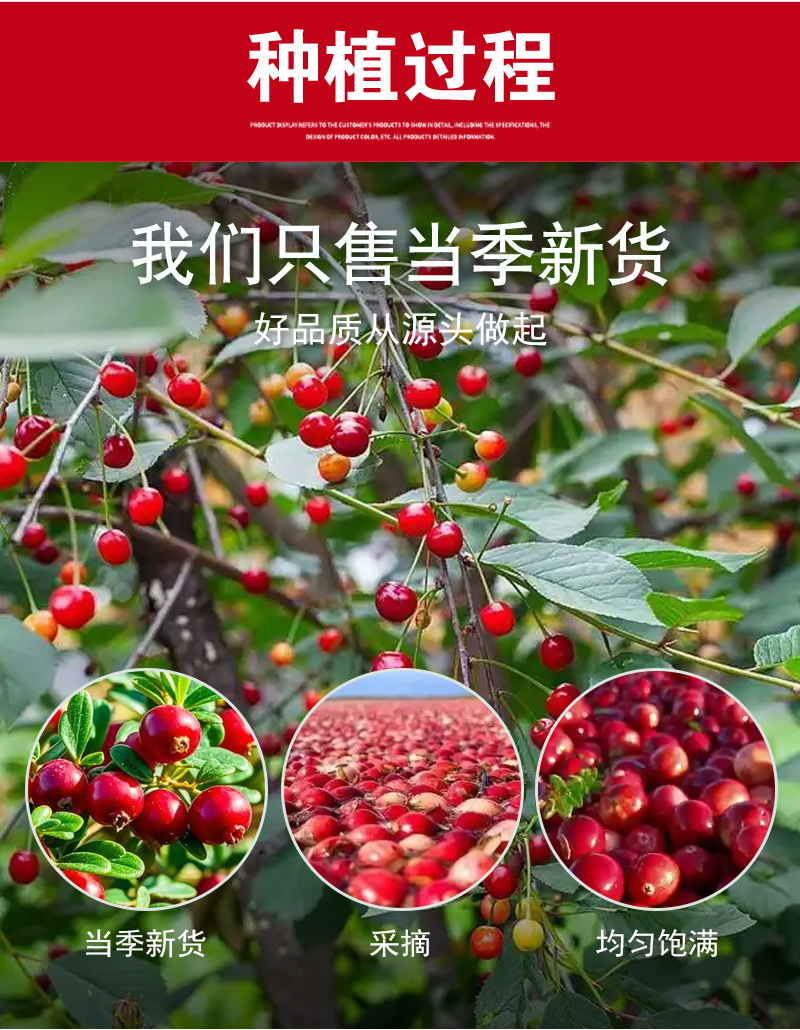 Dried Cranberry Pieces (Vaccinium macrocarpon) — Sweet-Tart Dried Fruit for Baking & Tea specifications
