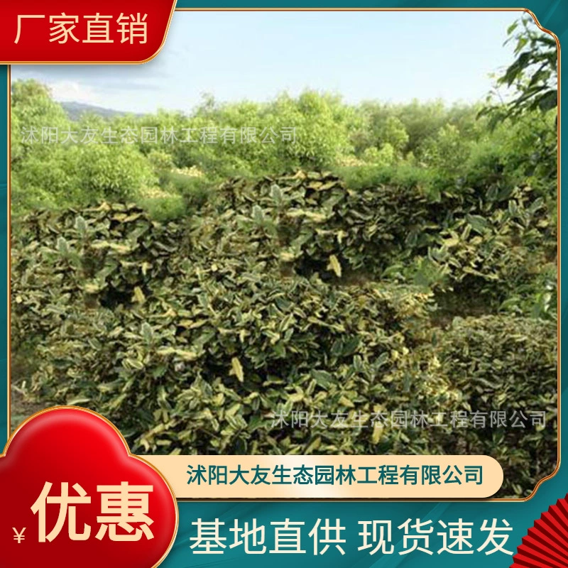 Elaeagnus Базовая оптовая продажа сортов саженцев Elaeagnus собственного производства, полный проект живописного ландшафтного дизайна, Зеленые саженцы