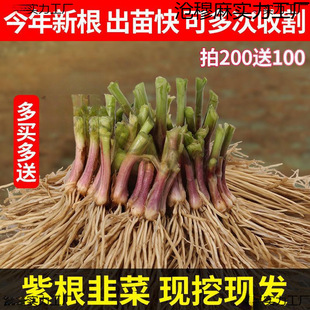 Сֲ��N�����r�²˸��w���~�²˸���ʳ���¿�²����Ͼ²˸�Сֲ