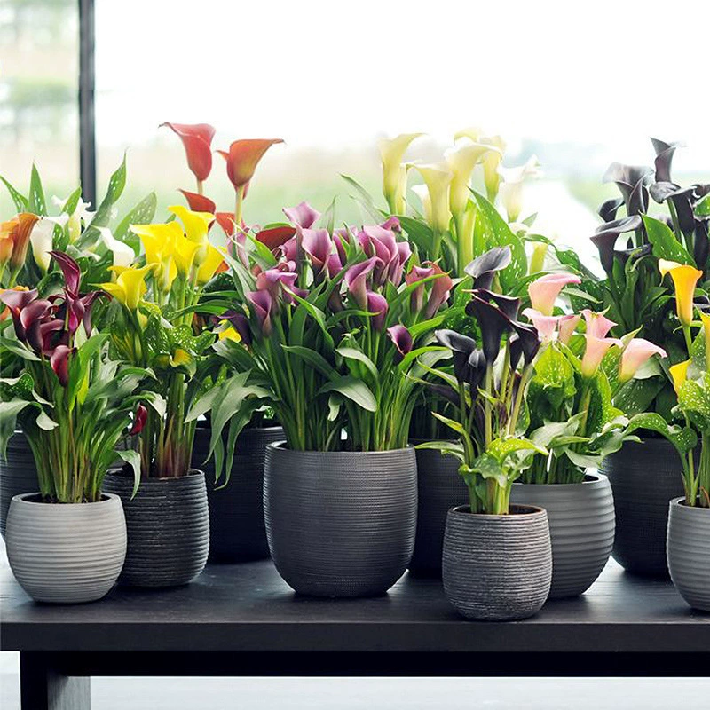 Цветные луковицы каллы с бутонами, большие луковицы, цветные луковицы каллы в горшках, многолетние луковичные семена цветов, садоводство