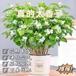 一件代发重瓣茉莉花盆栽室内四季开花观花植物阳台花卉驱蚊净化空