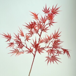 ������ë�����z��֧������ë���t���~�b����~���͘������٘�֦