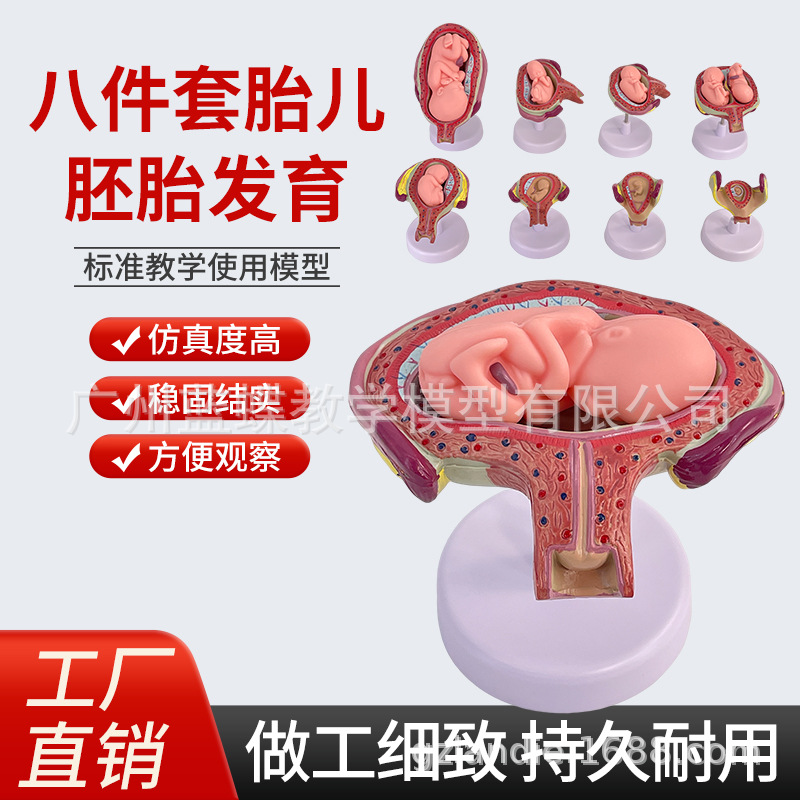 ��ѧ�������﷢������ģ����̥�ƻ�����̥�����������ӹ�����ģ��