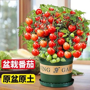 Dwarf Tomato Seedlings Potted with Flowers and Fruits Blooming in All Seasons, Cherry Tomato Seedlings, Fruit Balcony Bursting with Fruits