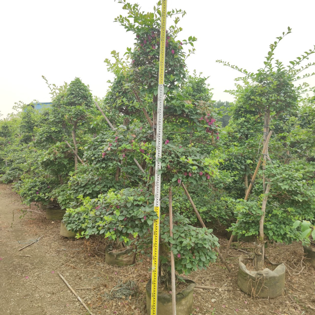 2305 питомник поставляет форму фиолетовый цветок треугольник рододендрон Мерле 2-4 метра