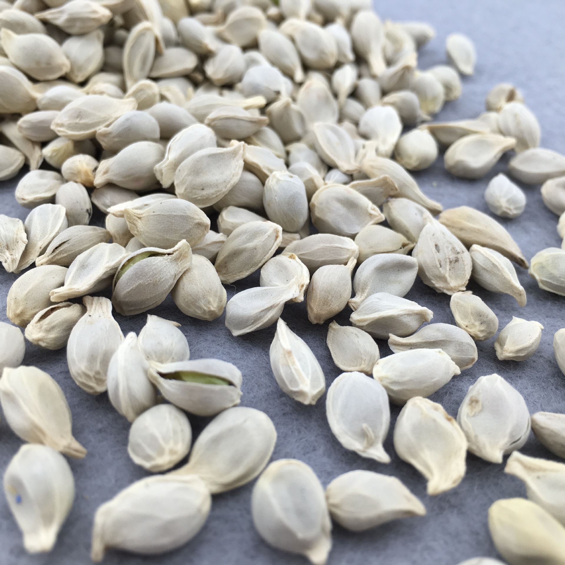 Dried Tangerine Seed Ju He Citrus Reticulata Bulk Herbal Tea Ingredient 500g quality and texture