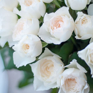 One-Piece Drop-Shipping Heart-Shaped Water Drop White Rose Flower Seedling Potted Plant with Extra-Large Flowers and Strong Fragrance Blooms in All Seasons with Abundant Flowers and Multiple White Heads