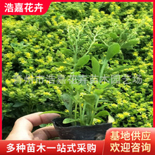 ���߾��� �ˌ�����������۾G�������� ���� �޸��ر�����