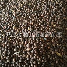 NIlSNSѻѿ_ԭľNӽN̎