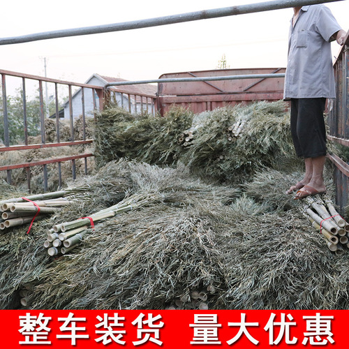 Small bamboo broom, large broom, sanitation road sweeping, street sweeping, home courtyard, large broom, bamboo construction site outdoor