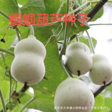 ���X�X���J�N�ӡ� С���J�N�� �^�p�Q�x���J�N�� �����߲˷N