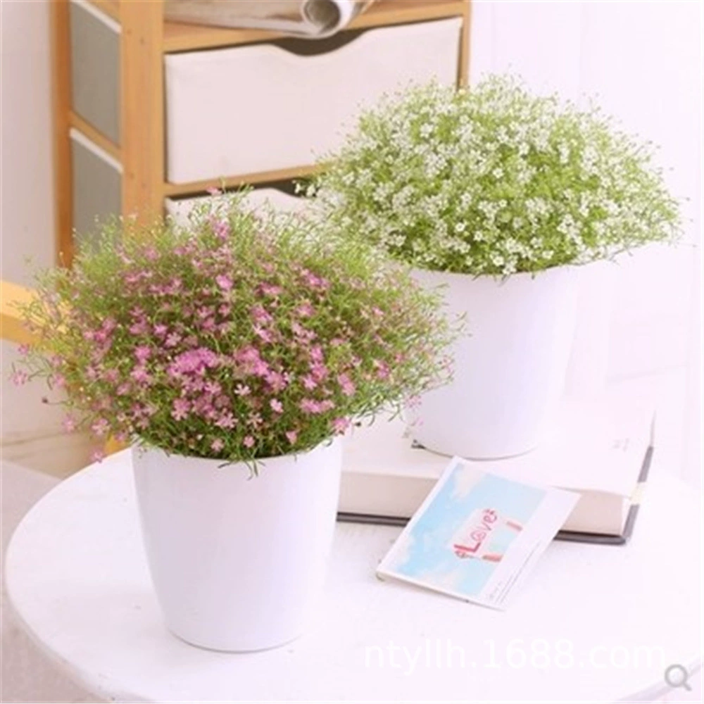 Свадебное платье звездное цветочное растение в горшке