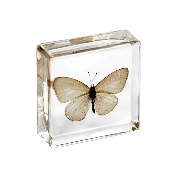 3.8cm small square blue gray butterfly