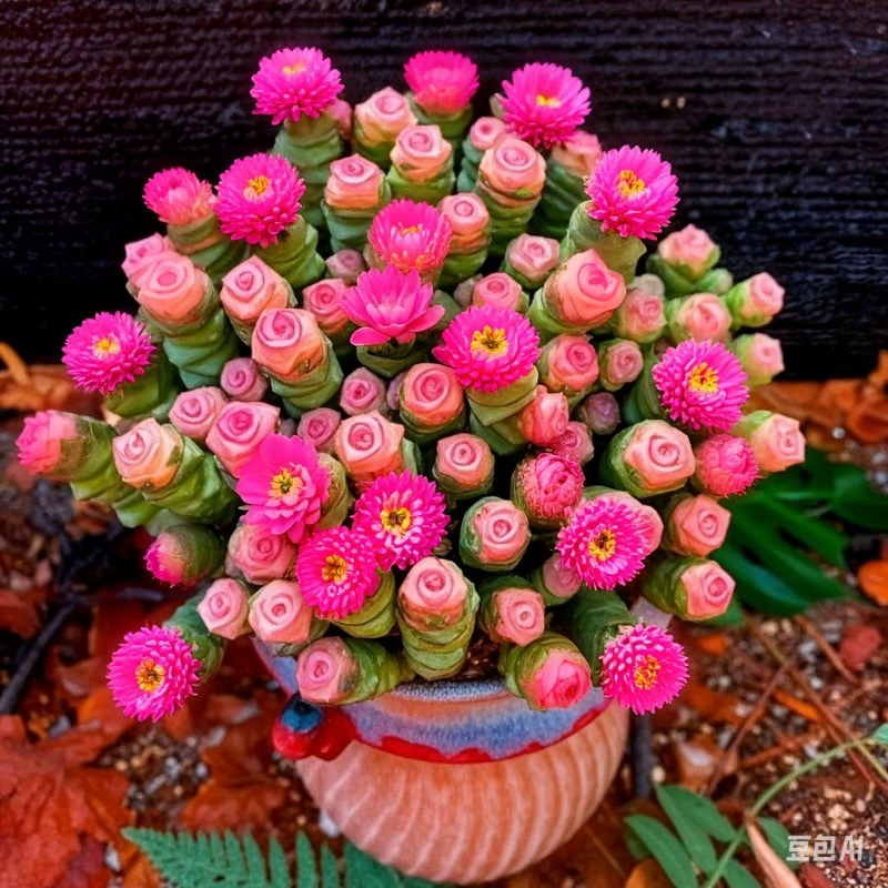 Настольное маленькое горшечное растение с красным сердцем и денежной нитью, чтобы привлечь богатство, суккулентное растение, денежное мультиофисное растение, радиационно-стойкое и простое в обслуживании