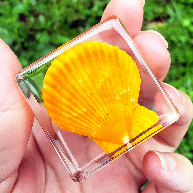 연한 갈색 껍질