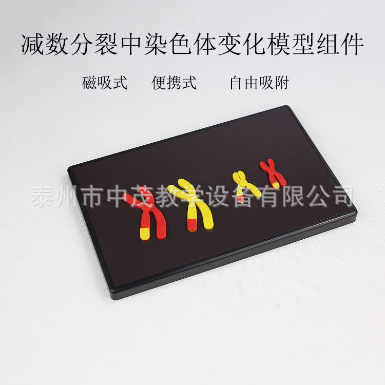 生产厂家 33305减数分裂中染色体变化模型组件磁吸式生物教学仪器